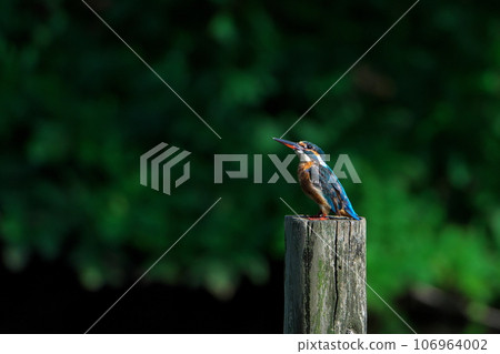 警惕天空 106964002