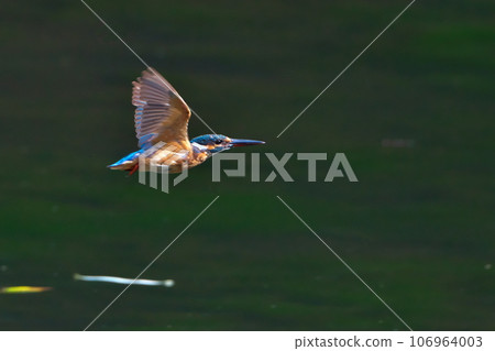 飛過水面 106964003