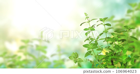 Branches of Lemon basil (Hoary basil, Ocimum africanum, Thai lemon basil). Horizontal banner with beautiful green Lao basil leaves on blurred sunny background. Copy space for text Branches of Lemon basil (Hoary basil, Ocimum africanum, Thai lemon basil). Horizontal banner with beautiful green Lao basil leaves on blurred sunny background. Copy space for text 106964023
