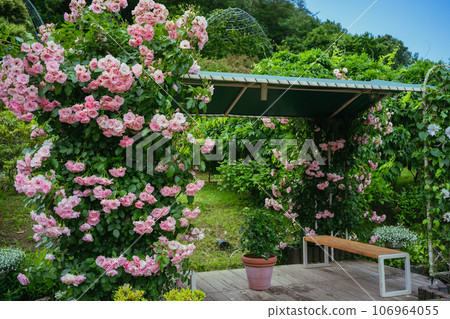 Pink roses in the park 106964055