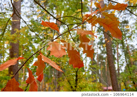 Autumn background of bright golden orange yellow leaves and twigs Autumn background of bright golden orange yellow leaves and twigs 106964114