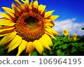 summer sunflowers 106964195