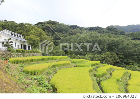 Scenery of rice terraces in Ishibe Scenery of rice terraces in Ishibe 106964328