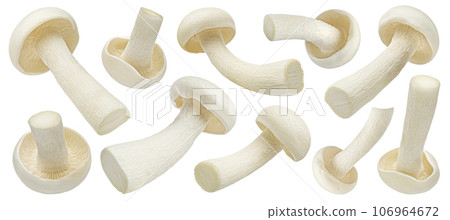 Shimeji mushroom, white beech mushrooms isolated on white background, full depth of field 106964672