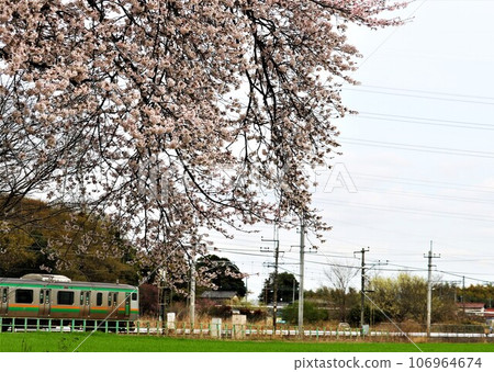 The quaint cherry blossoms blooming on the grounds and the train - a tranquil spring scene The quaint cherry blossoms blooming on the grounds and the train - a tranquil spring scene 106964674