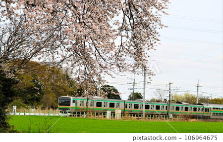 The quaint cherry blossoms blooming on the grounds and the train - a tranquil spring scene The quaint cherry blossoms blooming on the grounds and the train - a tranquil spring scene 106964675