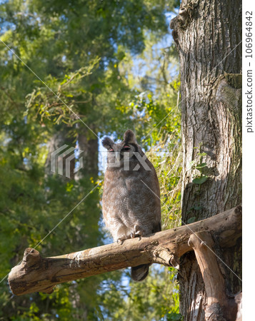 milchuhu sitting on a tree branch 106964842