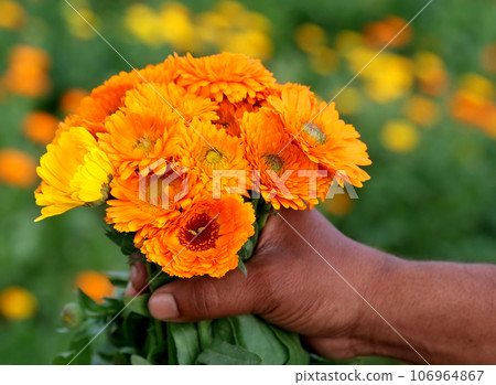 Bunch of calendula in hand 106964867