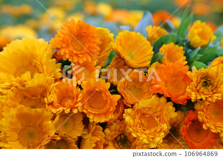 Large bunch of calendula Large bunch of calendula 106964869