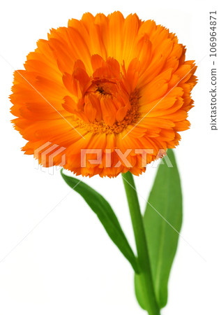 Closeup of calendula 106964871
