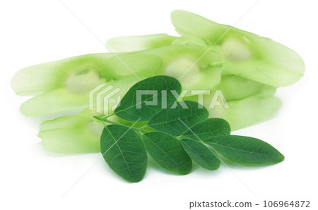 Moringa seeds with leaves 106964872