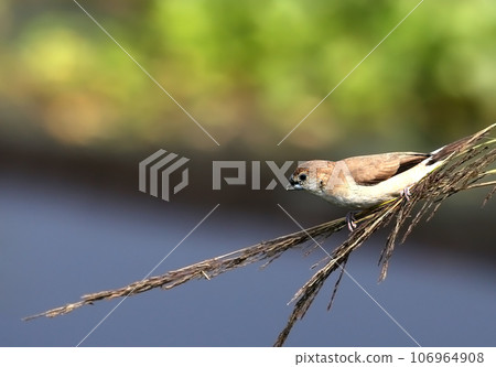 Indian silverbill lonchura malabarica in a twig Indian silverbill lonchura malabarica in a twig 106964908