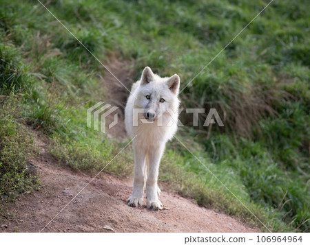 young small polar wolf standing against the background of green grass young small polar wolf standing against the background of green grass 106964964
