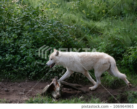 Running polar wolf in the forest in summer Running polar wolf in the forest in summer 106964965