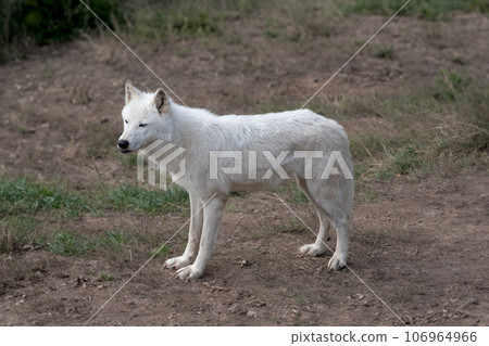 skinny heat-worn polar wolf in summer skinny heat-worn polar wolf in summer 106964966
