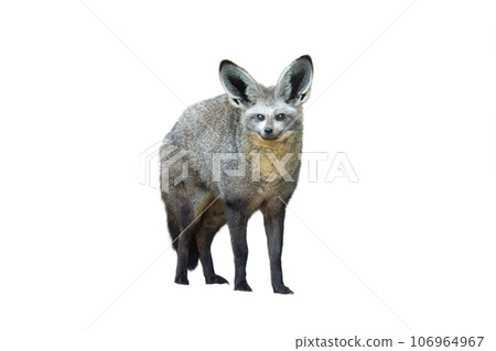 bat eared fox isolated on white background bat eared fox isolated on white background 106964967