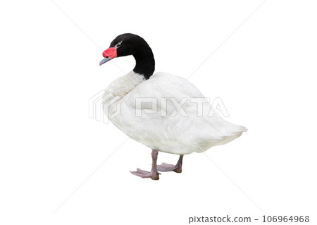 black necked swan isolated on white background black necked swan isolated on white background 106964968
