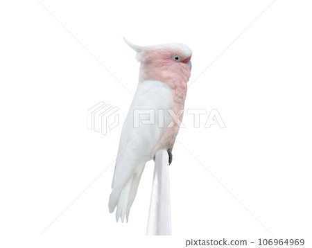 pink cockatoo isolated on white background pink cockatoo isolated on white background 106964969