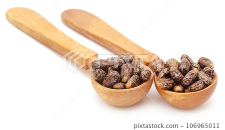 Castor beans in wooden spoon 106965011