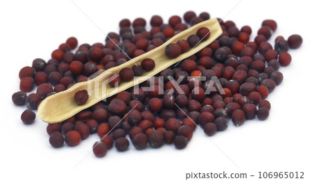 Fresh mustard Fresh mustard 106965012