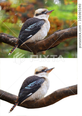 laughing kookaburra sitting on a tree branch in the forest and isolated on white background laughing kookaburra sitting on a tree branch in the forest and isolated on white background 106965040