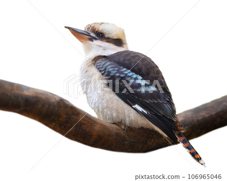 laughing kookaburra sitting on a tree branch isolated on white background laughing kookaburra sitting on a tree branch isolated on white background 106965046