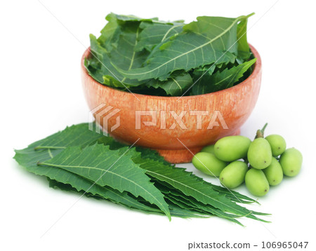 Medicinal neem fruits with leaves in a bowl Medicinal neem fruits with leaves in a bowl 106965047