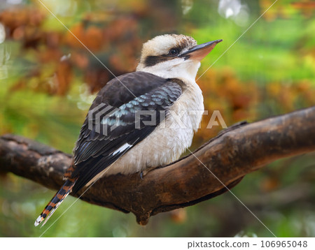 laughing kookaburra sitting on a tree branch in the forest 106965048