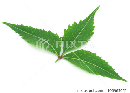 Medicinal neem leaf Medicinal neem leaf 106965051