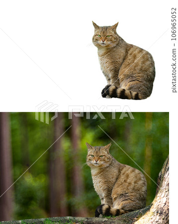 European wildcat, felis silvestris, isolated on white background and in natural conditionsfor the convenience of the designer European wildcat, felis silvestris, isolated on white background and in natural conditionsfor the convenience of the designer 106965052