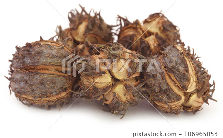 Castor beans Castor beans 106965053