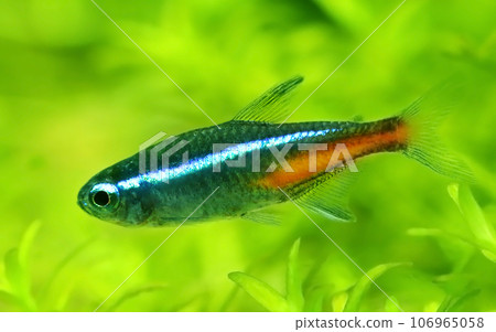 Neon tetra Neon tetra 106965058