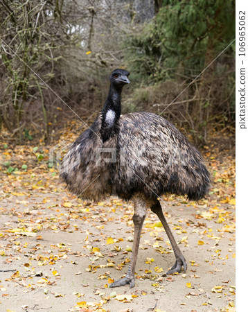 emu ostrich against the background of an autumn forest emu ostrich against the background of an autumn forest 106965062