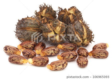 Castor beans 106965093