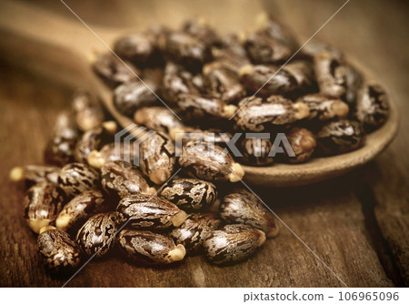 Castor beans Castor beans 106965096