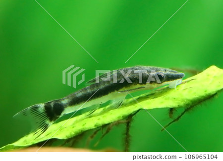 Otocinclus in planted aquarium 106965104