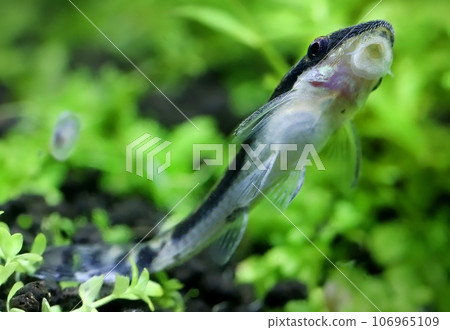 Otocinclus in planted aquarium 106965109