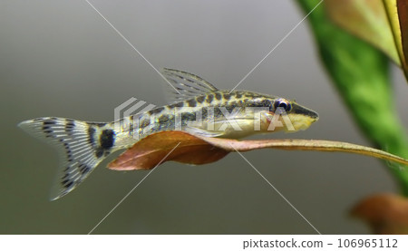 Otocinclus Otocinclus 106965112