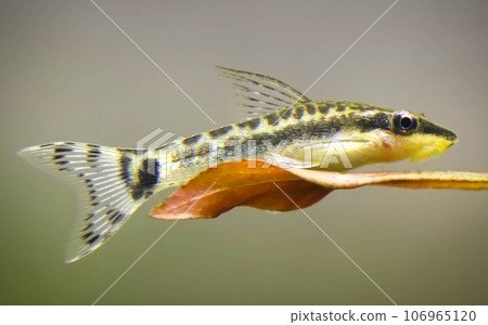 Otocinclus Otocinclus 106965120