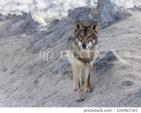 Gray wolf on a background of gray stones Gray wolf on a background of gray stones 106965165