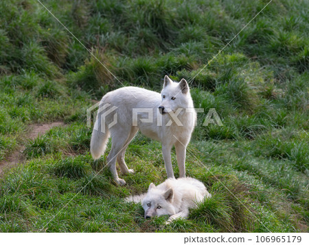 arctic She-wolf and little wolf cub on green grass 106965179