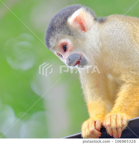 Squirrel monkey 106965328
