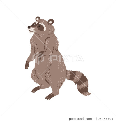 Curious raccoon stands on hind legs flat style, vector illustration 106965594