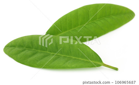 Clove leaves Clove leaves 106965687