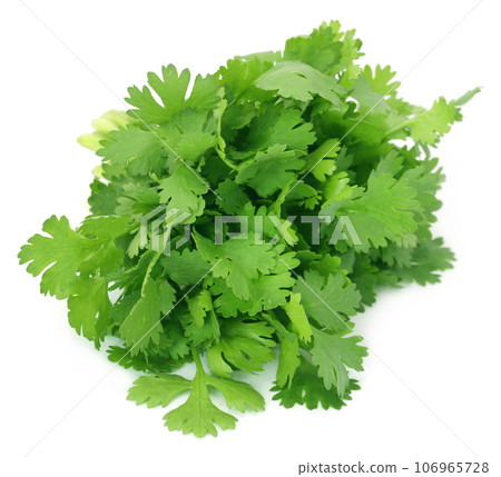 Closeup of coriander leaves 106965728