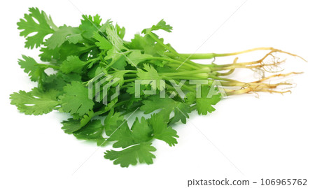 Bunch of fresh coriander leaves Bunch of fresh coriander leaves 106965762