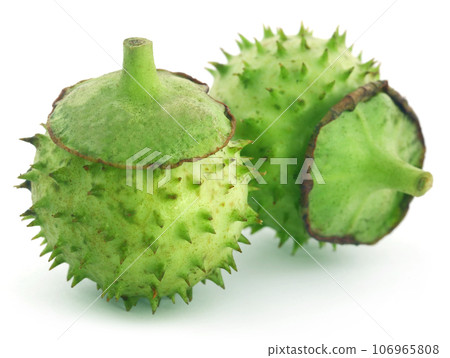Medicinal Datura fruits Medicinal Datura fruits 106965808