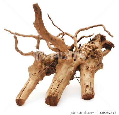 Root of a plant 106965838