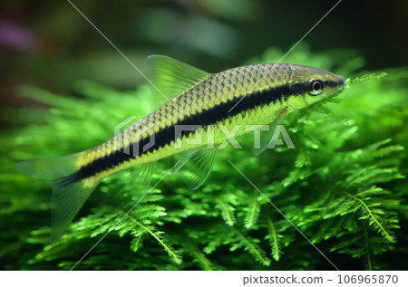 Siamese algae eater 106965870