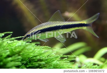 Siamese algae eater 106965872